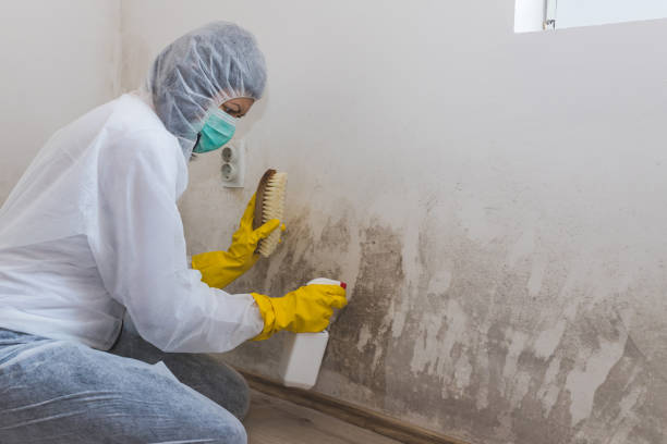 Best Local Mold Removal Service  in Enetai, WA