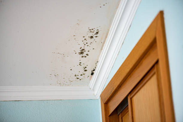 Best Black Mold Removal  in Enetai, WA