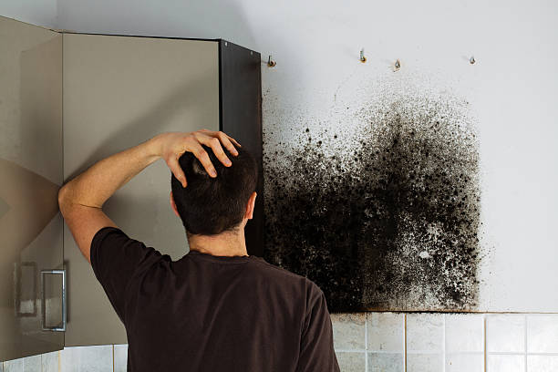 Best Mold Inspection  in Enetai, WA