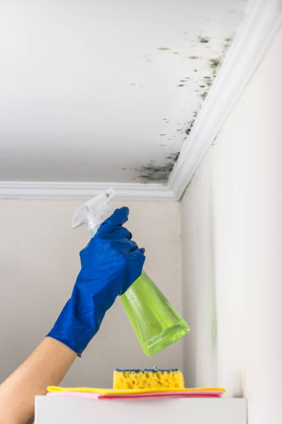 Best Toxic Mold Removal  in Enetai, WA