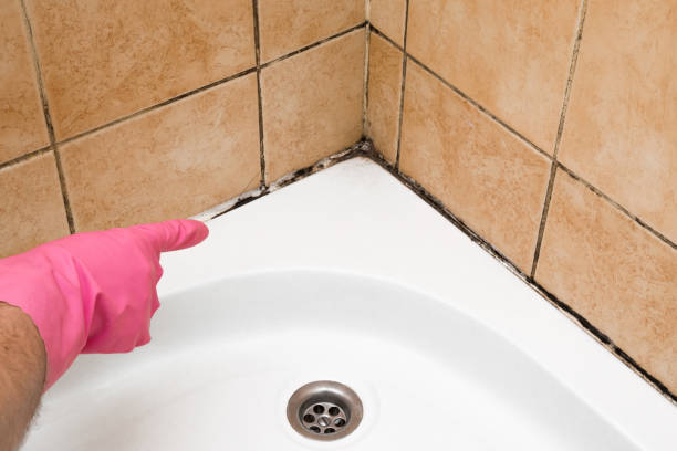 Best Fast Mold Removal  in Enetai, WA